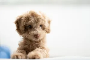 Poodle Puppy Wallpaper