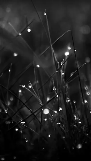 Popular Phone Grass Water Droplets Wallpaper