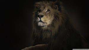 Portrait The Lion King Wallpaper