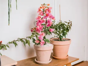 Potted Bougainvillea Flowers Wallpaper
