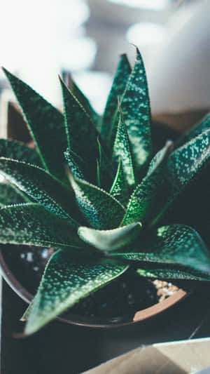 Potted Succulent Iphone Wallpaper