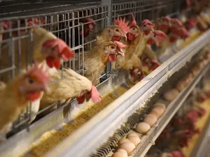 Poultry Hen Wallpaper