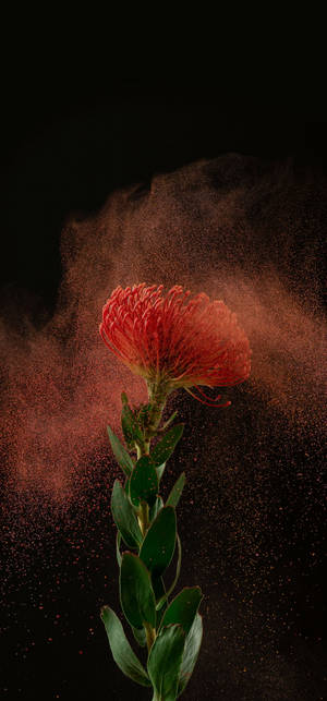 Powdered Pincushion Flower On Samsung Full Hd Wallpaper