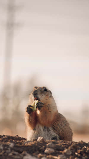 Prairie Dog Snacking Outdoors.jpg Wallpaper
