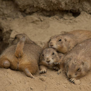 Prairie Dogs Butts Wallpaper