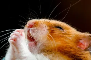 Praying Hamster Meme Wallpaper