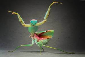 Praying Mantis Battle Dance Wallpaper