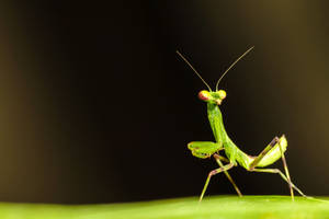Praying Mantis Green Leaf Wallpaper