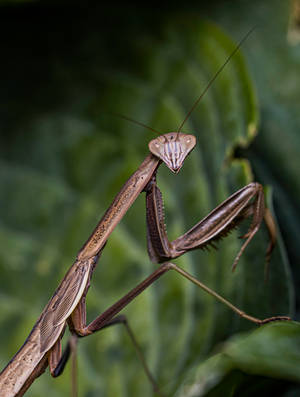 Praying Mantis On Plant Focus Wallpaper