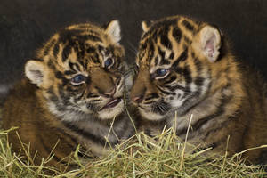 Predator Tiger Cubs Wallpaper
