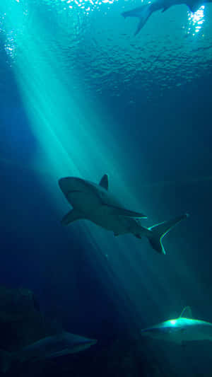 Prepare To Be Amazed By The Incredible Beauty Of A Cool Shark! Wallpaper