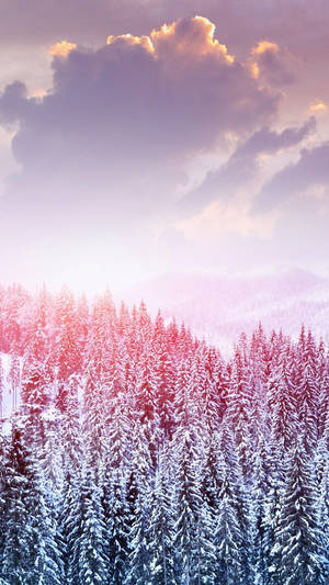 Pretty Background Winter Forest Pink Sky Wallpaper