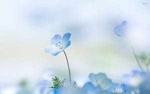 Pretty Blue Nemophila Flower Plant Wallpaper