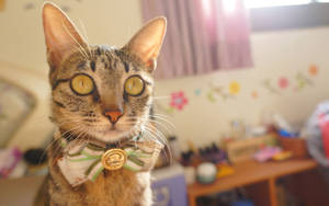 Pretty Cat Collar Wallpaper