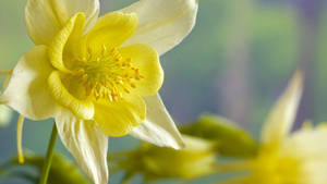 Pretty Daffodils Focus Blurred Wallpaper