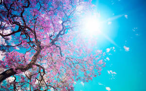 Pretty Desktop Cherry Blossom Wallpaper