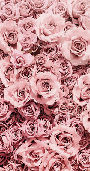Pretty Flowers Rose Gold Iphone Wallpaper