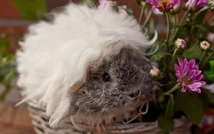 Pretty Guinea Pig Wallpaper
