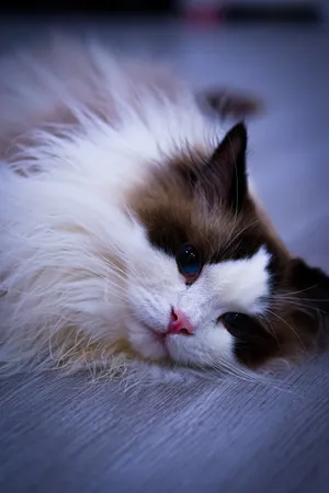Pretty Kawaii Cat On Bed Wallpaper