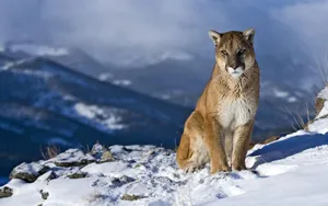 Pretty Mountain Lion Wallpaper