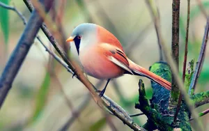 Pretty Orange Bird Wallpaper