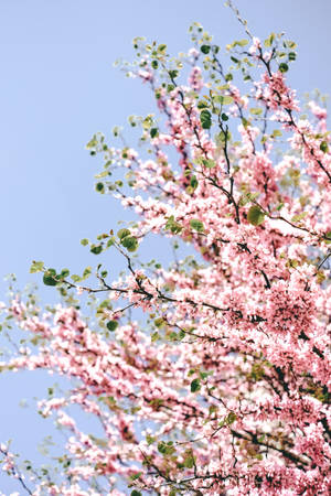 Pretty Pastel Pink Cherry Blossom Wallpaper