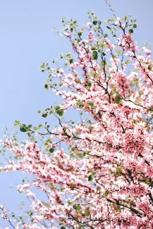 Pretty Pastel Pink Cherry Blossom Wallpaper