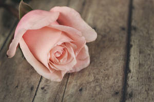 Pretty Pastel Pink Rose Wallpaper