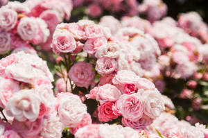 Pretty Pink Blossoming Rose Flowers Wallpaper