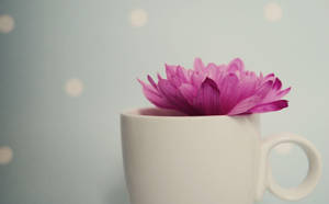 Pretty Pink Flower On White Teacup Wallpaper