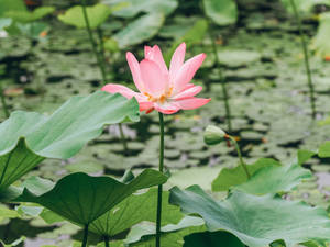Pretty Pink Lotus Flower On Lake Wallpaper