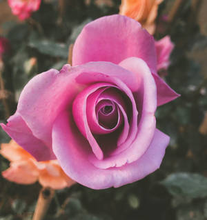 Pretty Pink Rose Bloom Wallpaper