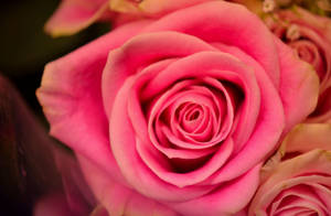 Pretty Pink Rose With Glowing Blossoms Wallpaper