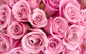 Pretty Pink Roses Close-up Wallpaper
