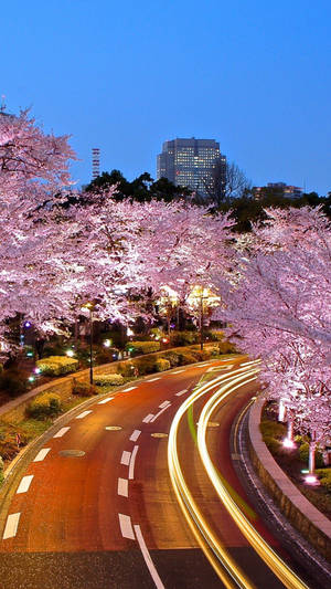 Pretty Road Blossoms Lock Screen Wallpaper