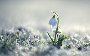 Pretty Snowdrop Flower Wallpaper
