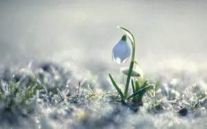 Pretty Snowdrop Flower Wallpaper