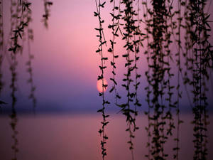 Pretty Sunset Through Willow Wallpaper