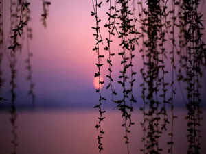 Pretty Sunset Through Willow Wallpaper