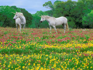 Pretty Unicorn Pair Field Wallpaper