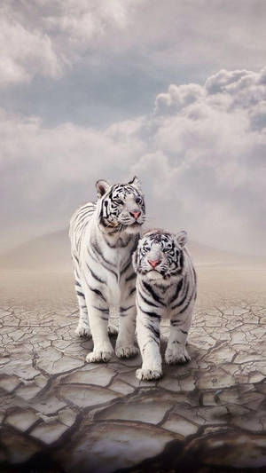 Pretty White Tigers Lock Screen Wallpaper