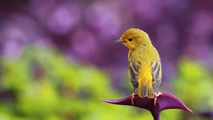 Pretty Yellow Bird Wallpaper