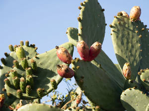 Prickly Pear Cactus Wallpaper