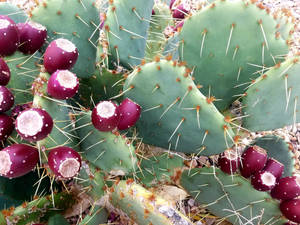 Prickly Pear Opuntia Orbiculata Cactus Wallpaper