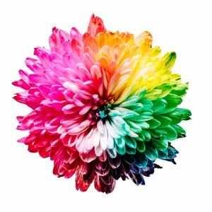 Pride Flower For Butterfly Wallpaper