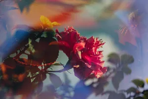 Prism Photography Of Pink Flower Wallpaper