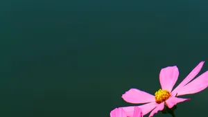 Pristine Greens Of Nature Wallpaper