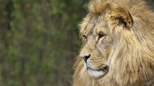 Profile Of A Lion Screensavers Wallpaper