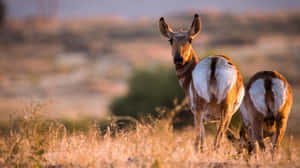 Pronghorns Grazing In Great Plain 4k Monitor Wallpaper