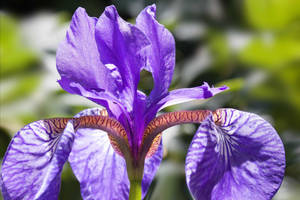 Pseudacorus Iris Flower Wallpaper